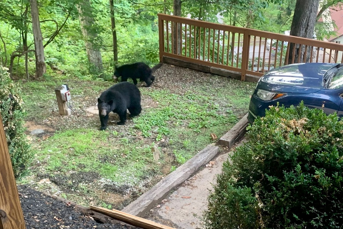 Visitors in the chalet's parking area! Enjoy the incredible opportunity to see black bears around our property; always follow the posted safety guidelines.