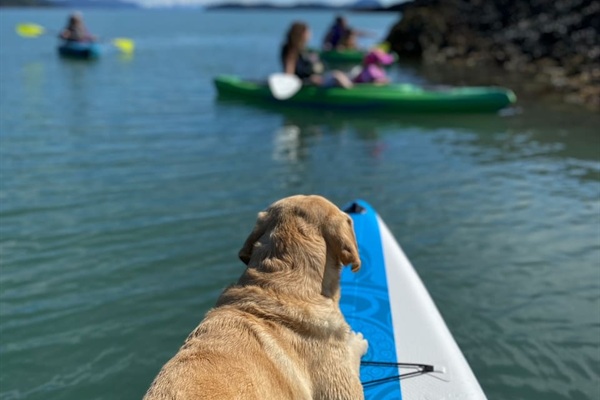 Kayak and paddleboard rentals are available in Juneau.  