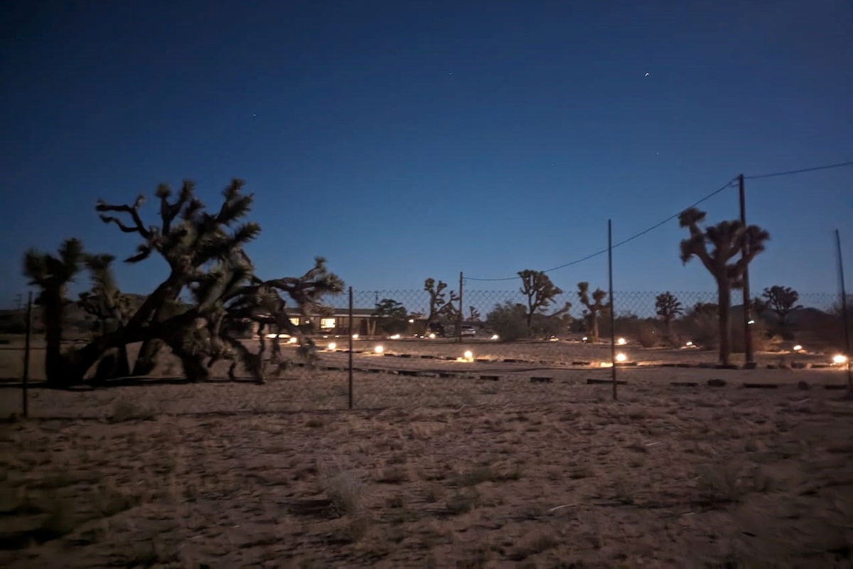 Mature and interesting Joshua Trees