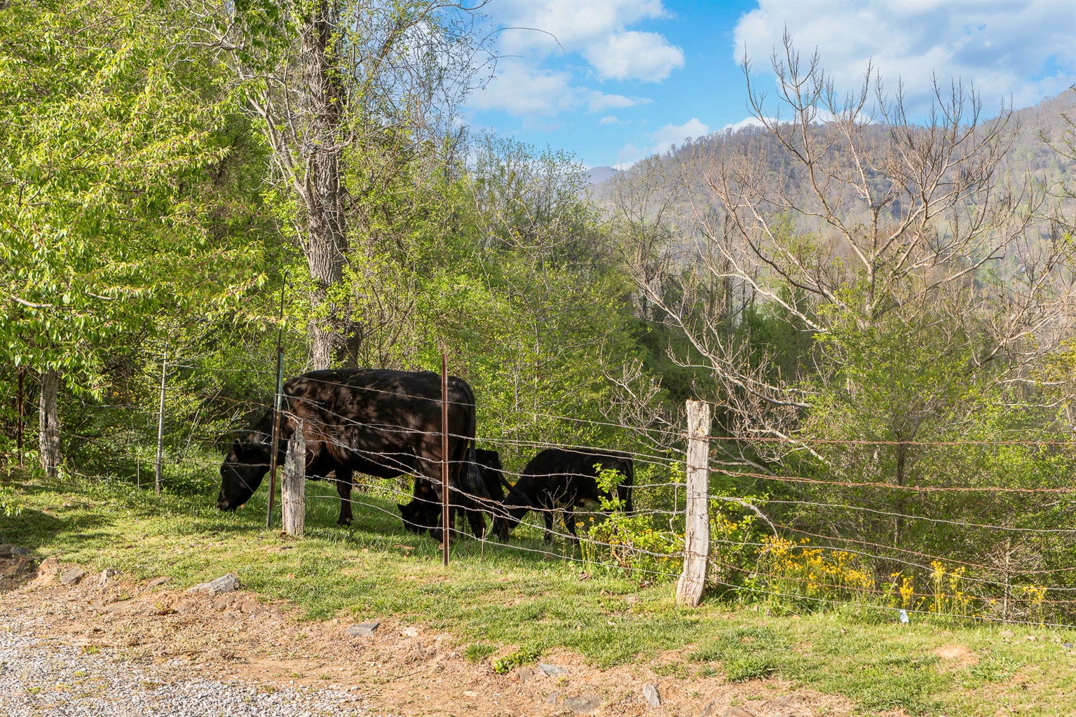 Scenic Retreat: Enjoy serene mountain views and friendly cows right outside your door!