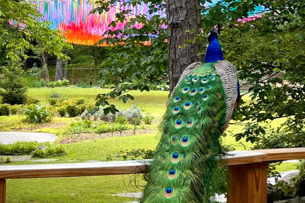 Garvan Gardens is a must-visit while in town.