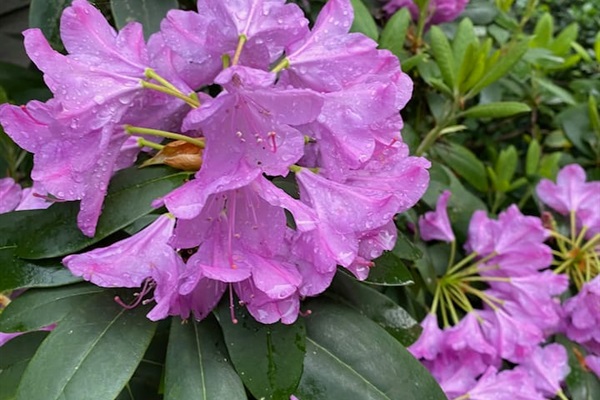 Rhodedendron