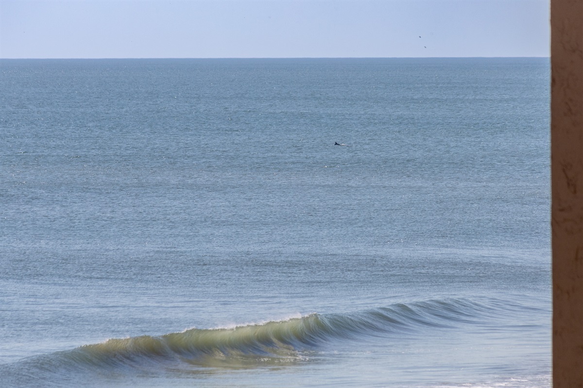 Ocean, waves, and dolphins!