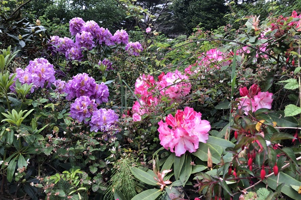 Rhodadendrons in Bloom