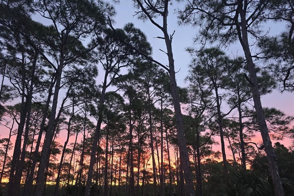 Sunset through the pines on St. George Island