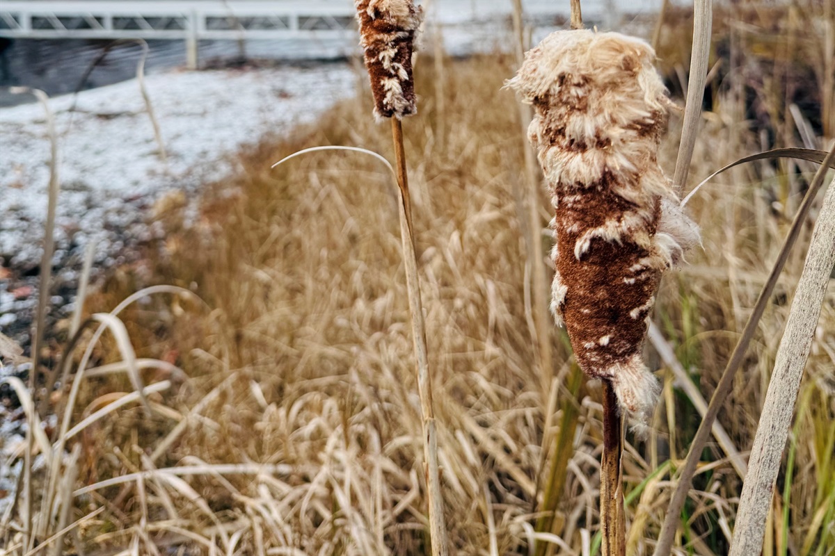 Cattails in November next to the dock.