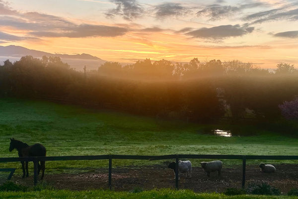 Morning light over the pastures, where our neighbor’s horses often join the sheep for daytime grazing. Winter rains bring a seasonal pond and visiting ducks—little changes that make every stay its own.