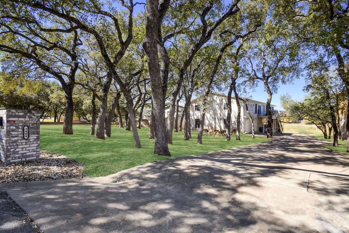 Beautiful Oak Trees Onsite