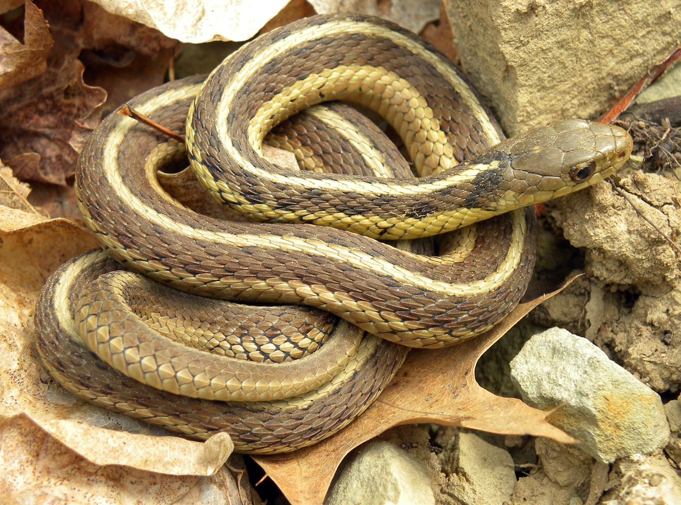 eastern garter snake