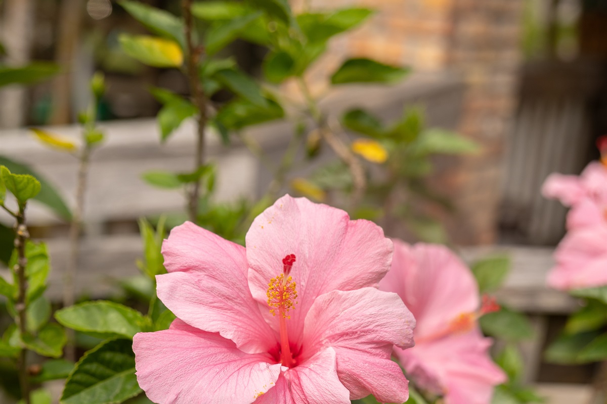 Enjoy all the beautiful, bright colors of the tropical flowers