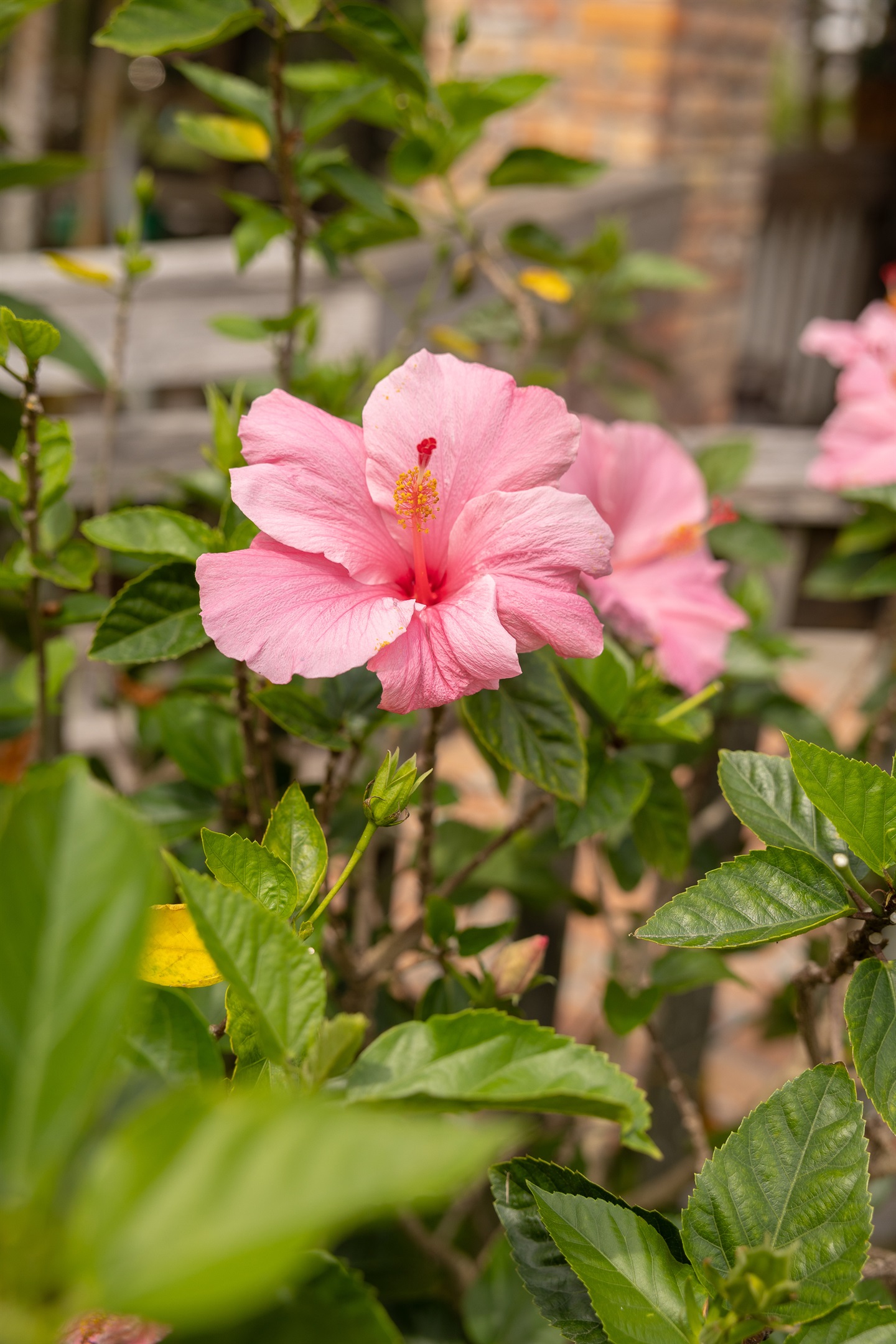 Enjoy all the beautiful, bright colors of the tropical flowers