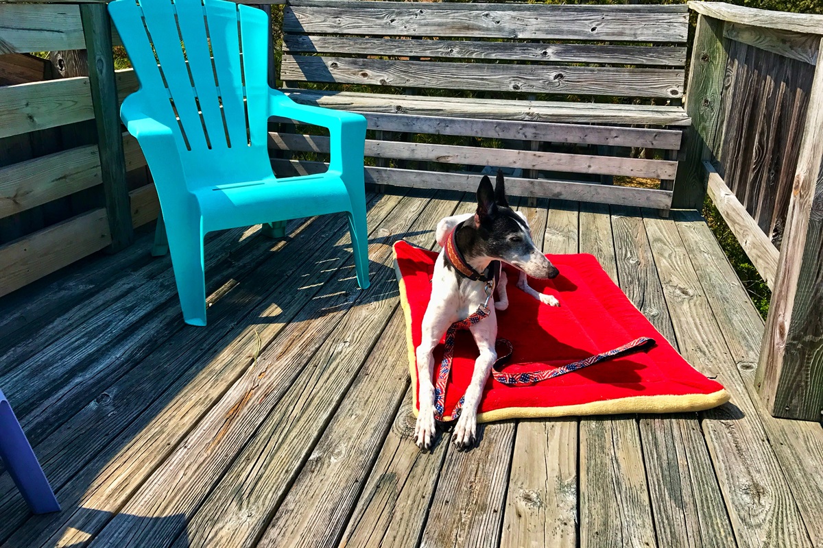 Captain's Cabin OBX — dog on sunny deck