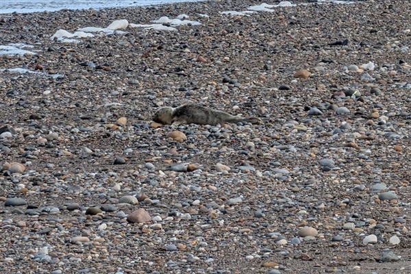 seals at the beaches nearby, particularly at different times of the year.