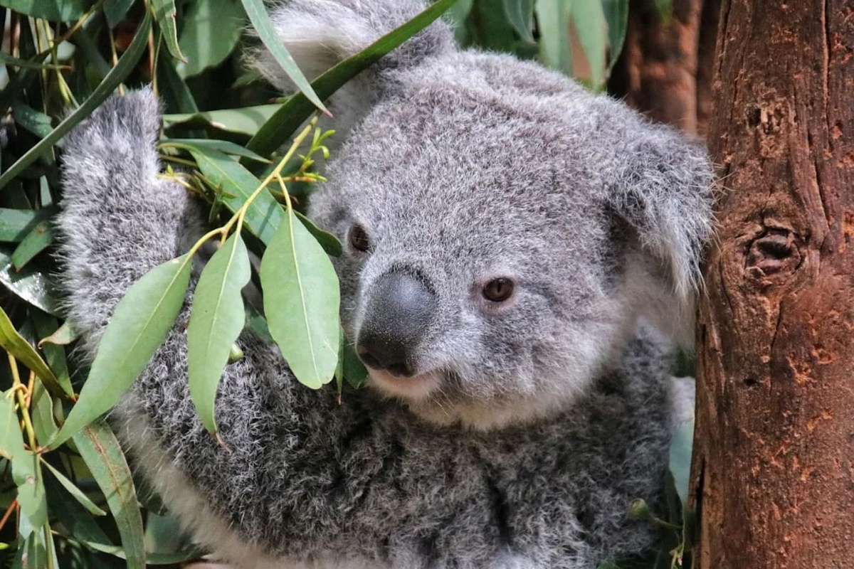 featherdale Wildlife park, koala, kangaroo, Australian wildlife, blacktown Central, 5 Minutes drive