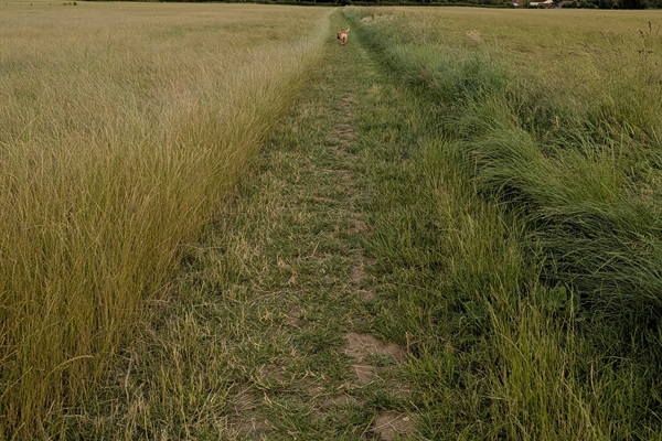 Great dog walks in all directions