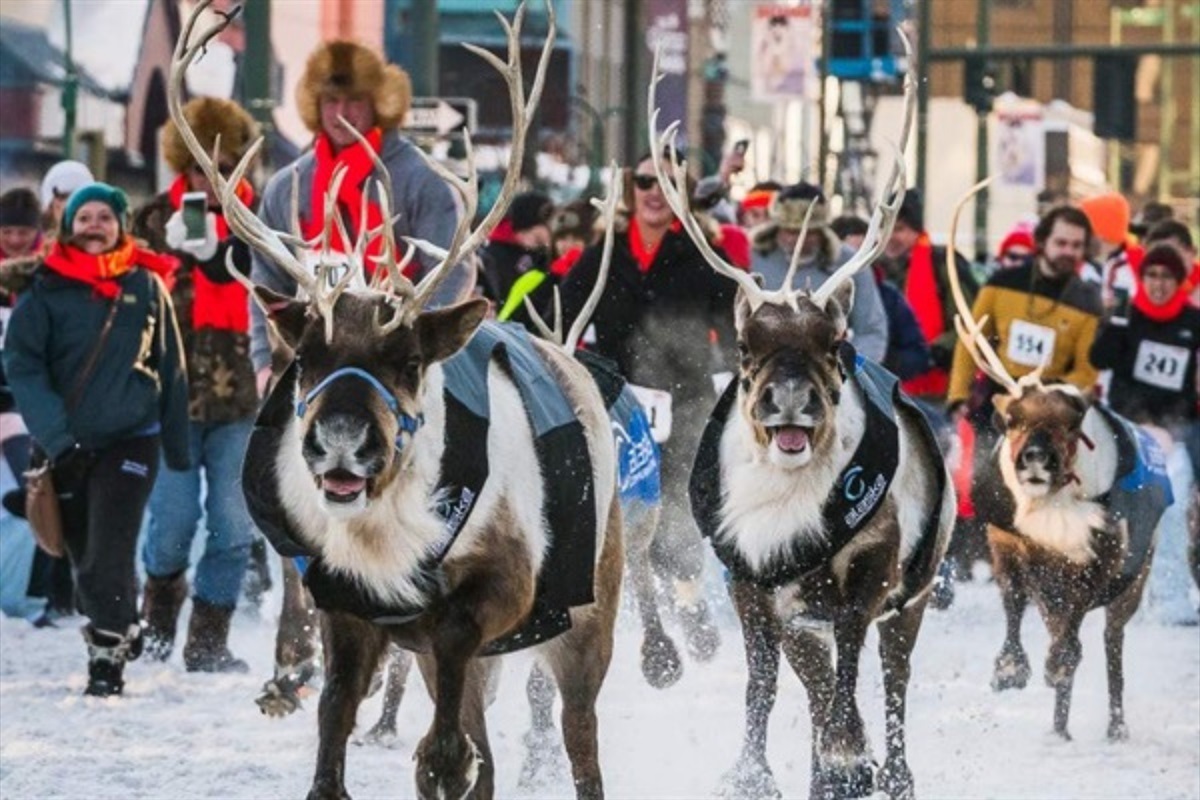 A little bit of everything.  Reindeer!