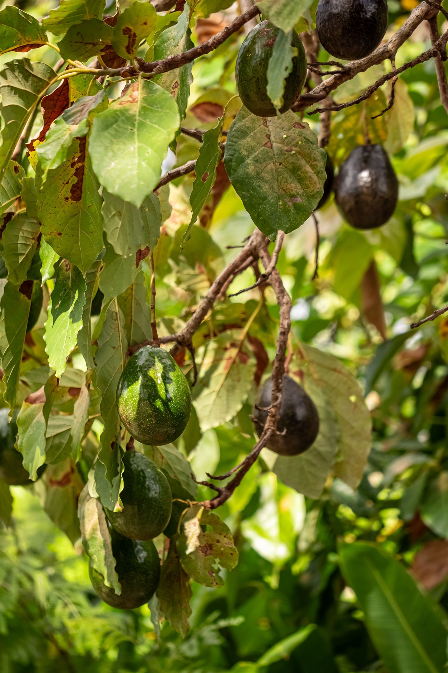 avocado