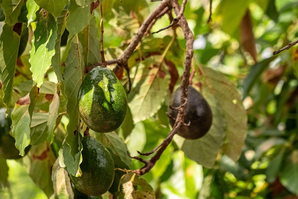 avocado