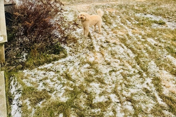 Spacious, fully fenced backyard—great for pets and play year-round.