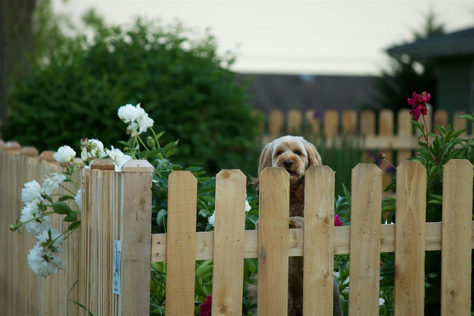 pet fence