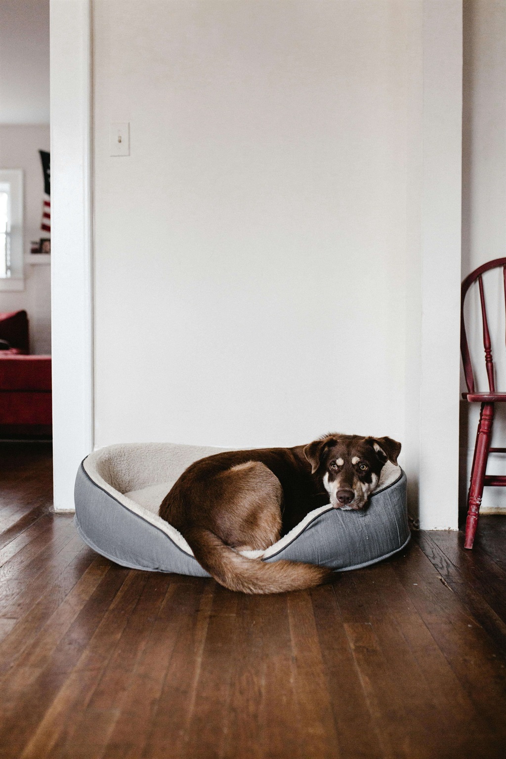 pet bed