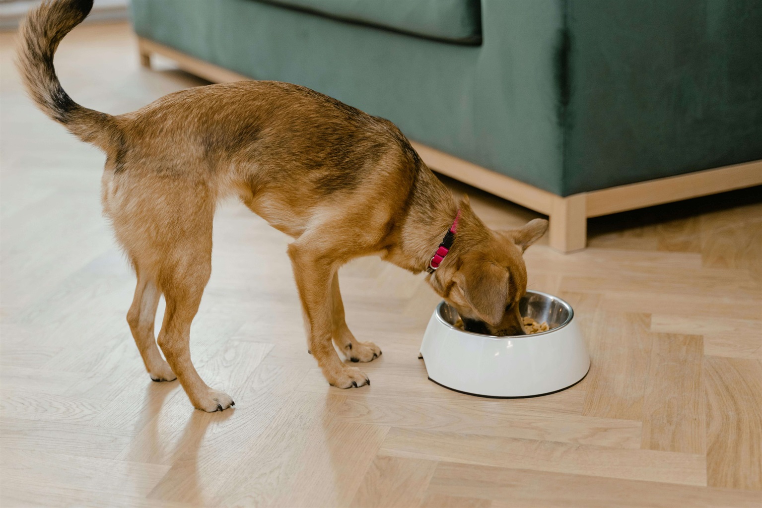 dog water bowl